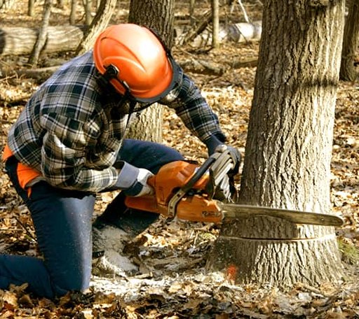 Tree Removal in Banquete, TX